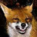 sneering fox