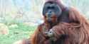 Orangutan-Cerah-Beran-Vol-Rinker-210413-767-1-768x384