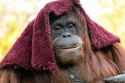 orangutan-with-cloth-on-head