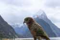 Adult_kea_bird_milford_sound_2017