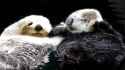 seaotters3