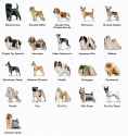 AKC-toy-dogs-chart