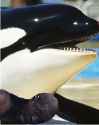 op meets Orcinus orca