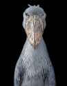 echofinearts-tim-flach-shoebill-stork-2017