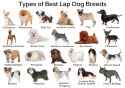 Types-of-Best-Lap-Dog-Breeds