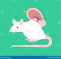 white-laboratory-mouse-human-ear-laboratory-research-organ-cultivation-races-white-laboratory-mouse-human-ear-223428141