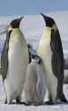 Aptenodytes_forsteri_-Snow_Hill_Island,_Antarctica_-adults_and_juvenile-8