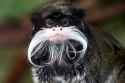 EmperorTamarin