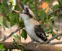 kookaburra-laughing