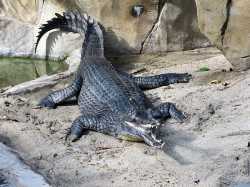 Indian_Gharial_at_the_San_Diego_Zoo_(2006-01-03)