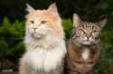 two-different-breeds-of-cats-side-by-side-outdoors-in-the-garden[1]