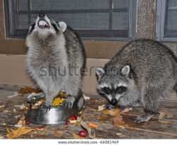 raccoons-eating-grapes-night-600w-66081469