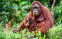 OrangutanFacts-Body