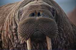 P1S3_Photo-Gallery_Walrus_Credit_USFWS_FTHPA9