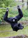 siamang