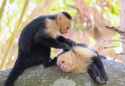 capuchin grooming