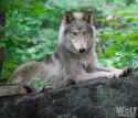 a beautiful wolf