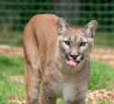 cougar-317030_960_720