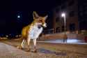 71220502-Urban-Fox-italian-apennine-Emilia-Romagna-Italy-Europe