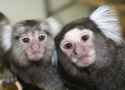 marmoset