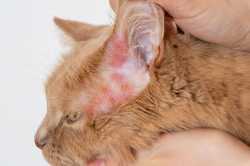 Close-up-of-a-rash-or-Diagnosis-of-scabies-or-Dermatological-diseases-on-the-skin-of-the-cats-ears_Yaya-Photos_Shutterstock