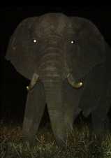 Screenshot 2024-11-20 at 15-53-09 elephant glowing eyes - Recherche Google