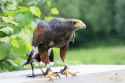 nature-bird-wildlife-beak-eagle-hawk-fauna-bird-of-prey-birds-falcon-harris-hawk-common-buzzard-accipitriformes-1415808