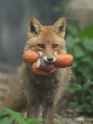 vegetarian_fox15