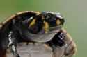 cara-linda-tortuga-payaso-podoclemys-unifilis-closeup-turtle_488145-379