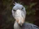 shoebill