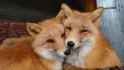 pal_foxes