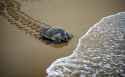 india-olive-ridley-turtles-2010-3-18-7-41-8