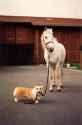 dog and horse