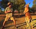 australian boxing