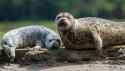 harbor-seals-1