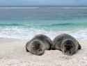 monk-seals-1