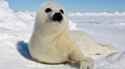 harp-seal-1