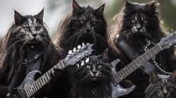 black metal kots