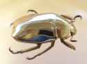 Adult_scarab_beetle_-_Chrysina_limbata