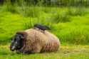 long-haired-sheep-lies-green-grass-crow-sits-her-back_356860-1403