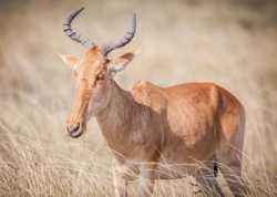 hartebeest