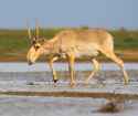 Saiga_antelope