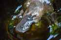 Australia-Platypus-