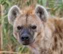 animals_spotted_hyena.daed29