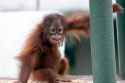 close-up-baby-orangutan