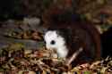 red and white flying squirrel