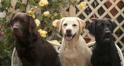 three-labrador-retrievers