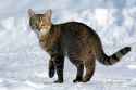 Felis_catus-cat_on_snow