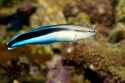 cleaner-wrasse9