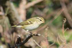 Phylloscopus inornatus